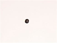 GRAIN [C]