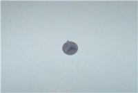 COPRIFORO BIANCO 10,6 MM