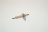 Ignition plug