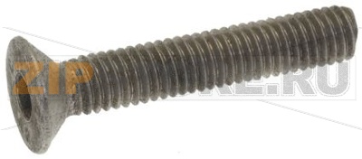 VITE A TESTA SVASATA PIANA 