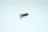 VITE INOX T.SV.SENZA T.M5X16 UNI 7688 TE