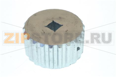 PIGNON DENTE 