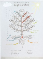THE NUTRIENT CYCLE OF COFFEA ARABICA