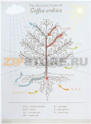 THE NUTRIENT CYCLE OF COFFEA ARABICA 