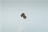 NOZZLE BEKO 431920050