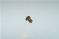 NOZZLE BEKO 431920050